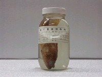 藏品(花斑刺鰓鮨)的圖片